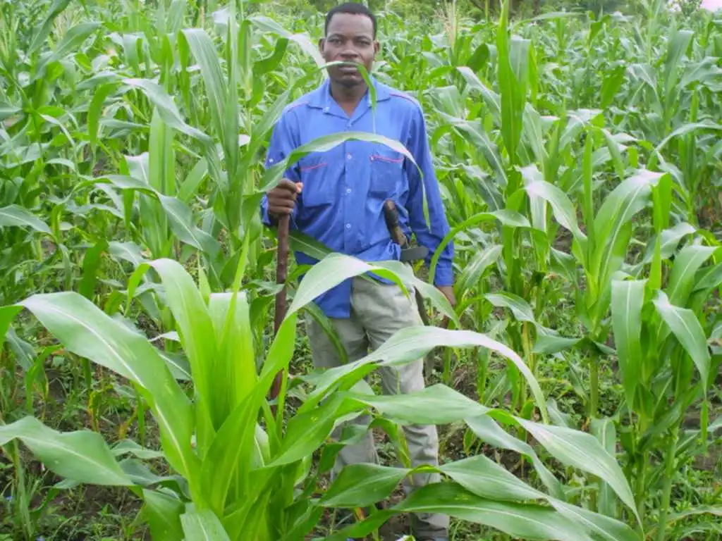 CiltureMaisAvance-001