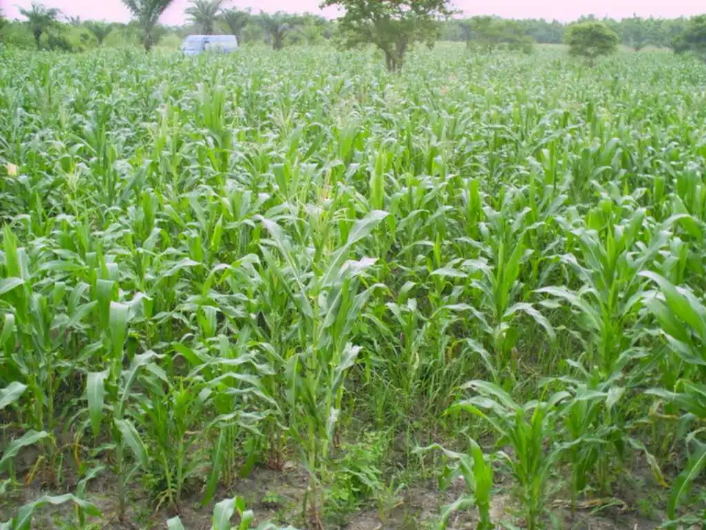 CiltureMaisAvance-002