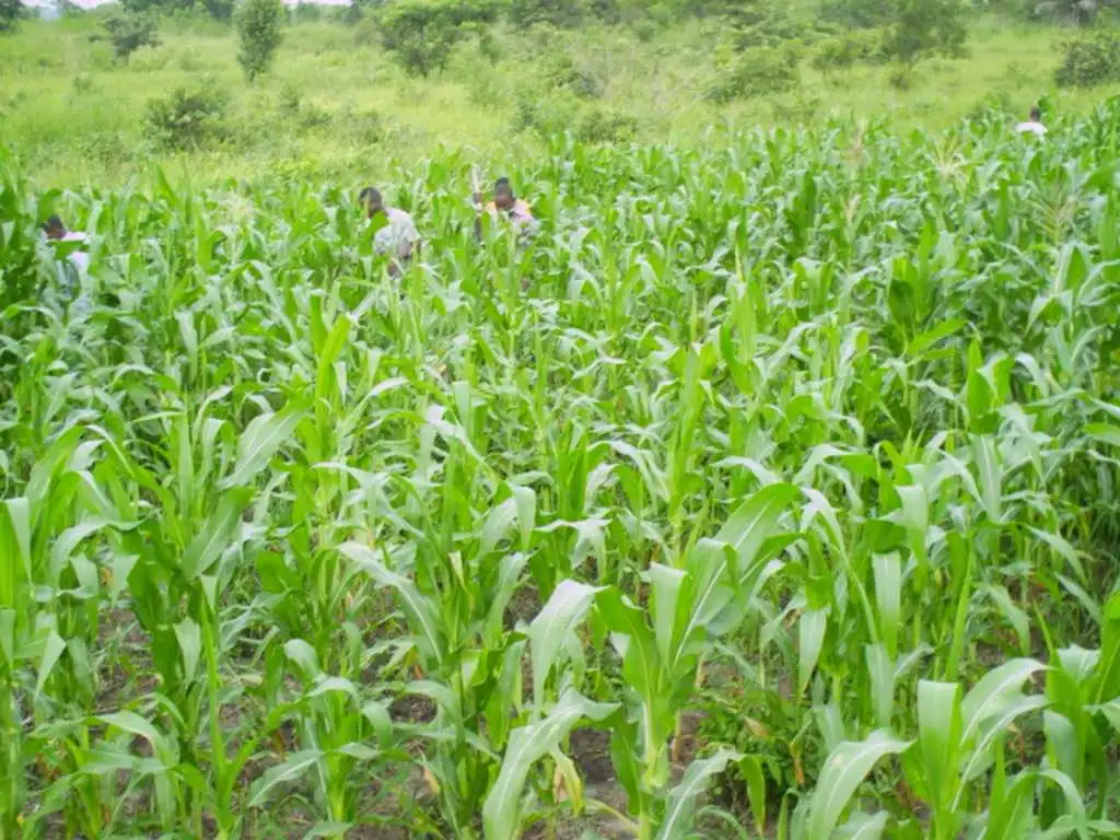 CiltureMaisAvance-003