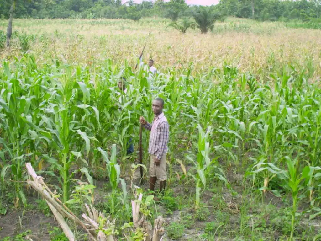 CiltureMaisAvance-004