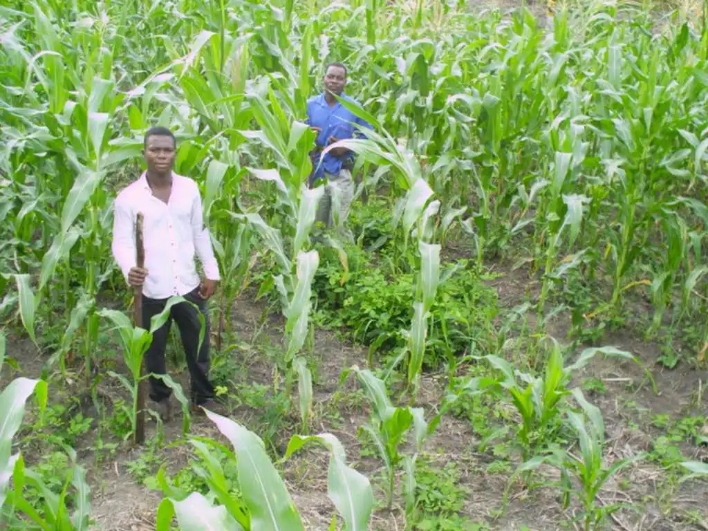 CiltureMaisAvance-005