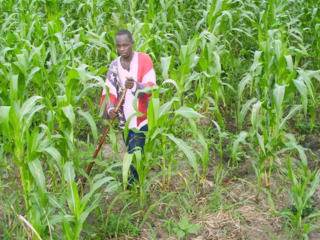 CiltureMaisAvance-006