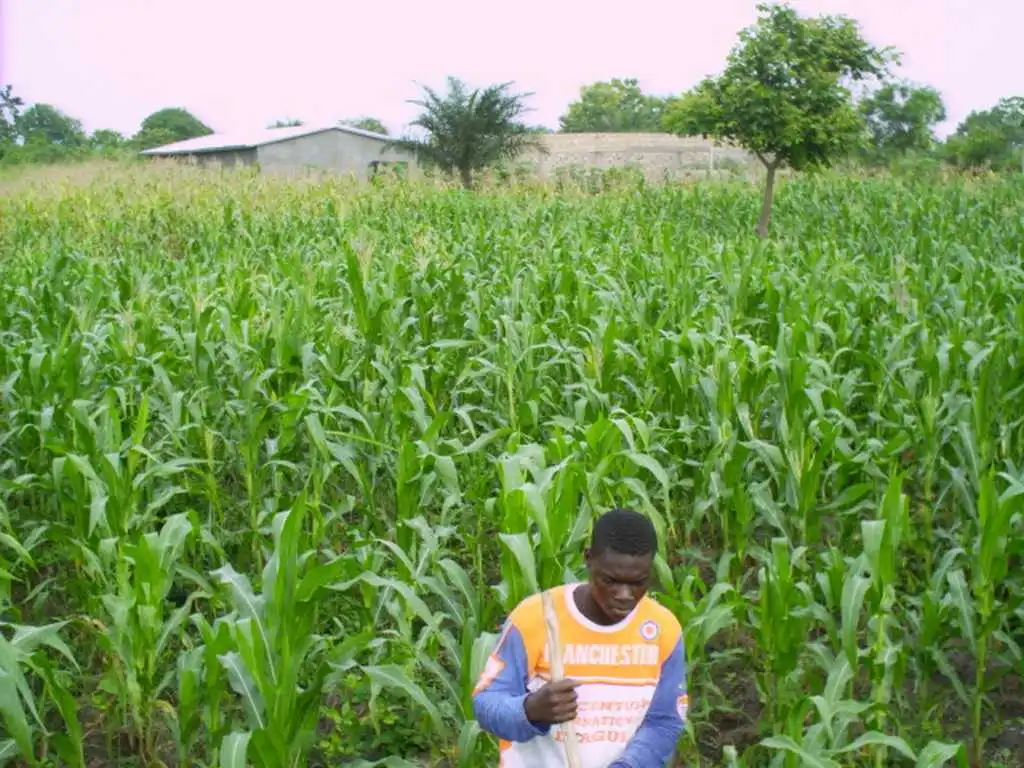 CiltureMaisAvance-007