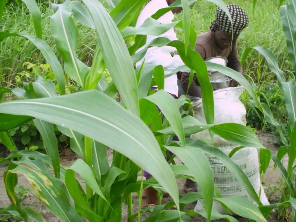 CiltureMaisAvance-008