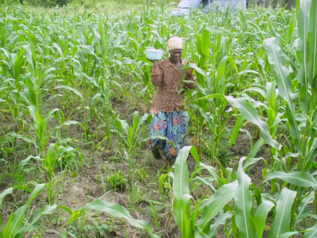 CiltureMaisAvance-009