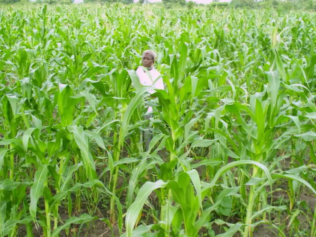 CiltureMaisAvance-010