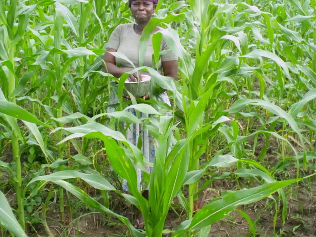 CiltureMaisAvance-012