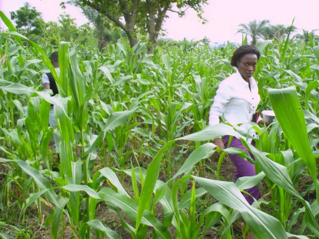 CiltureMaisAvance-013