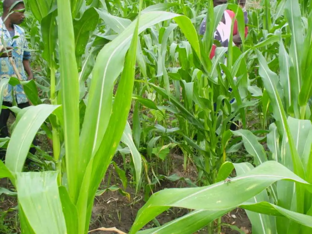 CiltureMaisAvance-015