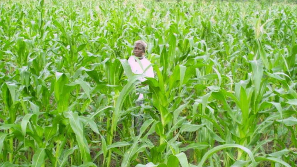 La culture du maïs avance