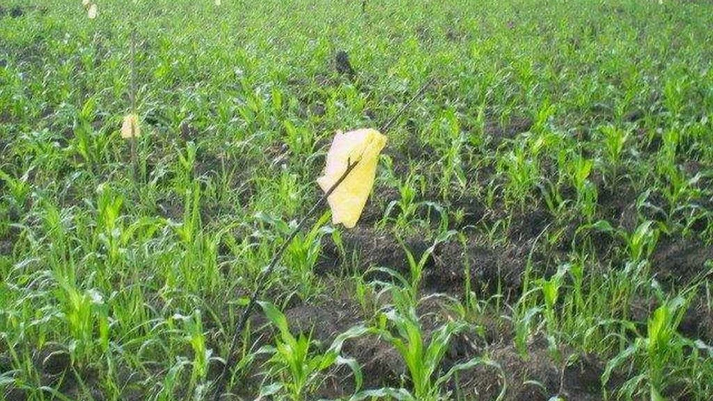 Le maïs est déjà bien avancé