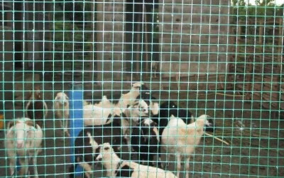 Construction des enclos et château d’eau