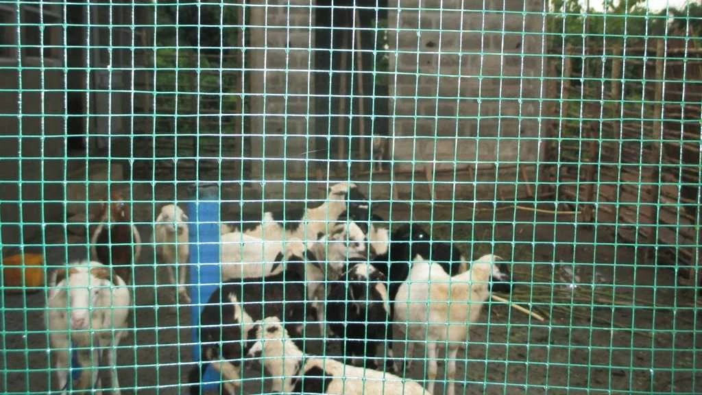 Construction des enclos et château d’eau