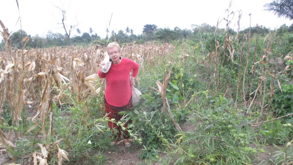 Récolte du maïs à la ferme de Tsévié