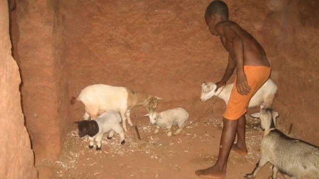 La vie chez Clément avec ses chèvres