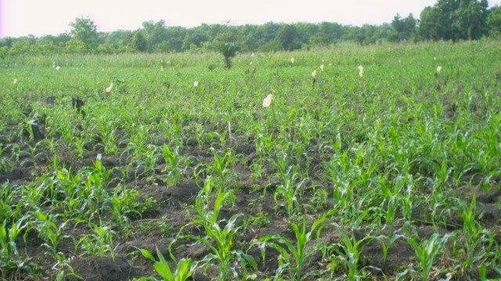 Le maïs est déjà bien avancé